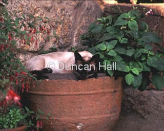 cat in a flower pot.jpg