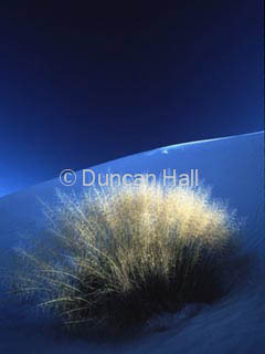 dune grasses.jpg