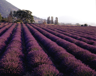 lavender rows.jpg
