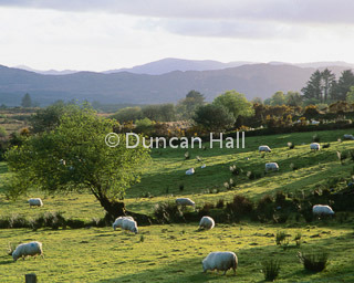 rolling_hills_ring_of_kerry.jpg