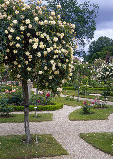 rose garden pathways paris.jpg
