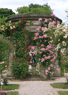 statue amidst roses.jpg