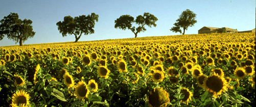 sunflowerfield of spain.jpg